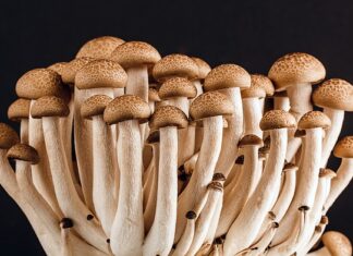 Jakie światło do jadalni?