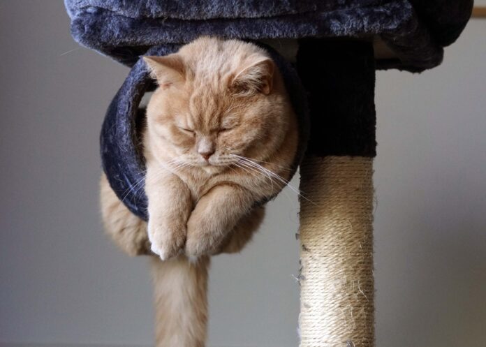 british-shorthair-8675926_1920 Czym się kierować przy wyborze drapaka dla kota