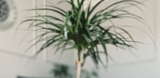 aroma marketing